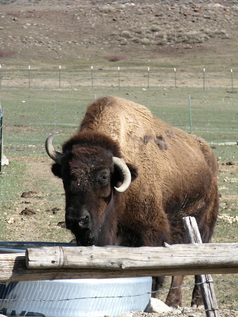 Bison in the ranch