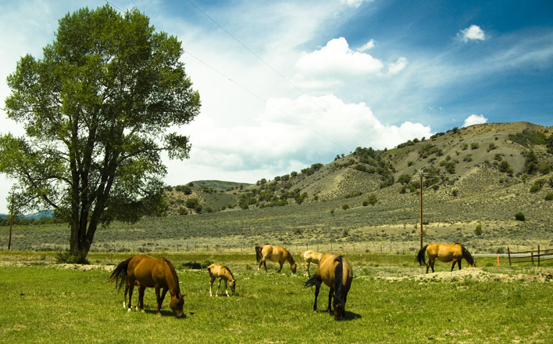 A ranch filled with horses, eating grass and enjoying the beautiful day