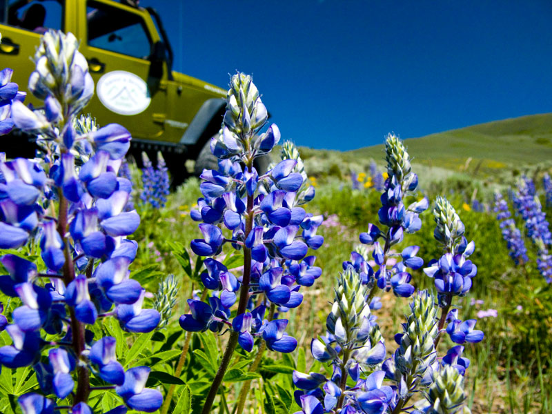 Lupines in the foreground with the jeep tour in the background