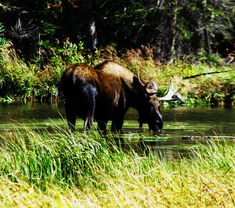 Moose drinking water