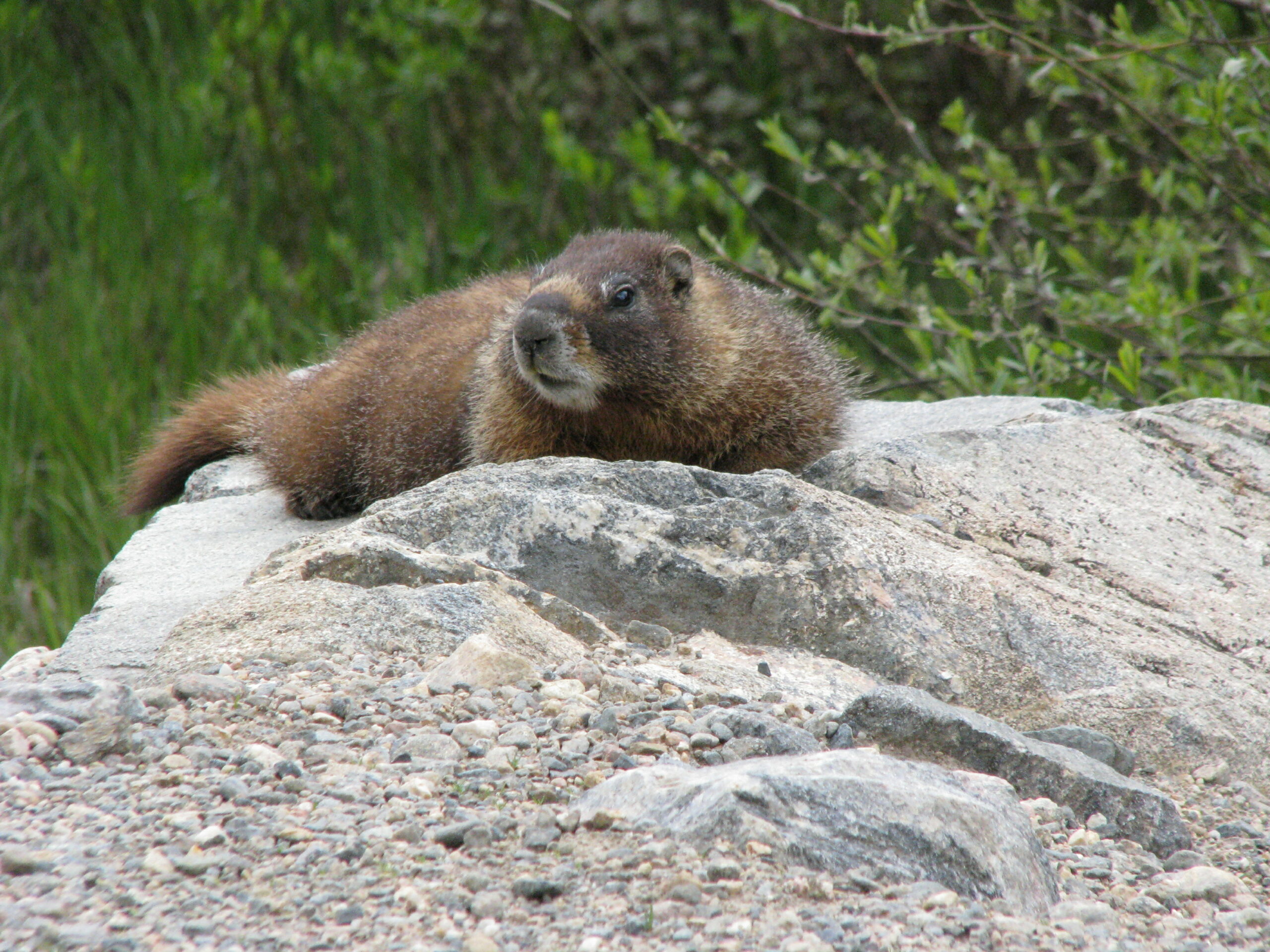 Marmot laying down on rocks